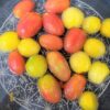#014【家庭菜園で採れすぎ！】ミニトマトでコンポートゼリーを作る！