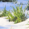 #113 2022年1月6日 雪の東京。菜園も雪景色に