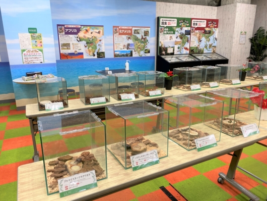 カブトクワガタ展示