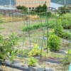 #241 菜園日記 2022年8月16日 @東大阪 コロナ療養明けの夏作業記録