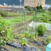 #246 菜園日記 2022年8月30日 @東大阪 真夏！猛暑日の作業