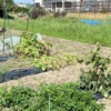 #252 菜園日記 2022年9月13日 @東大阪 残暑厳しい秋の日の作業