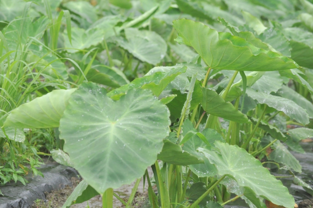 【野菜栽培・サトイモ科】さといも 里芋 | m3-firm blog