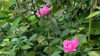 Thumbnail of post image 088