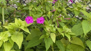 Thumbnail of post image 022