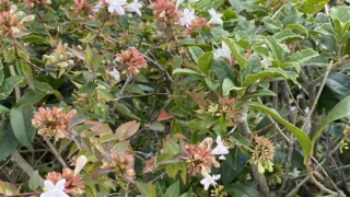 Thumbnail of post image 060