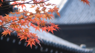 Thumbnail of post image 071