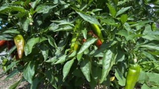 Thumbnail of post image 008