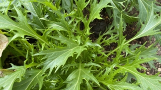 Thumbnail of post image 055