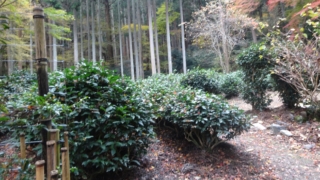 Thumbnail of post image 156