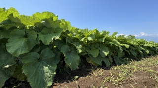 Thumbnail of new posts 026