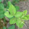 【無農薬で安全】手軽にできるアブラムシ対策！予防から駆除方法まで徹底紹介！ | kur